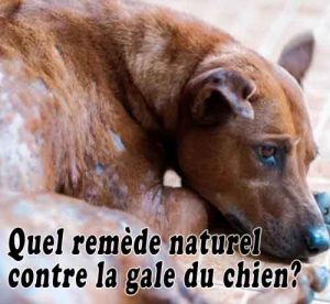 Quel remède naturel contre la gale du chien?