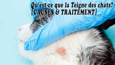 Qu'est-ce que la Teigne des chats [CAUSES & TRAITEMENT]