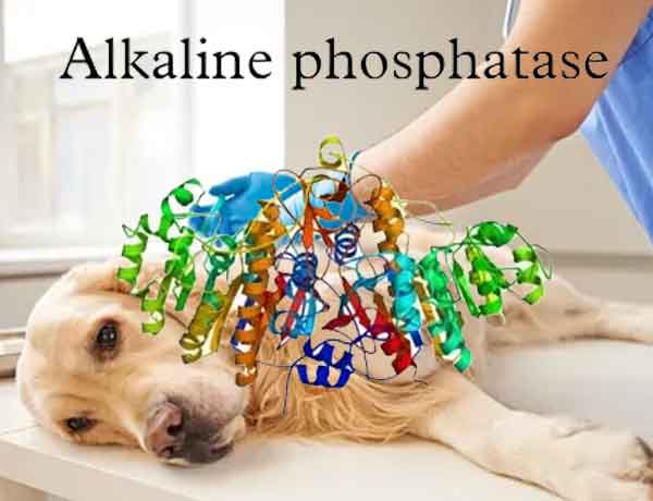 Qu’est-ce que signifie qu’un chien a une phosphatase alcaline élevée