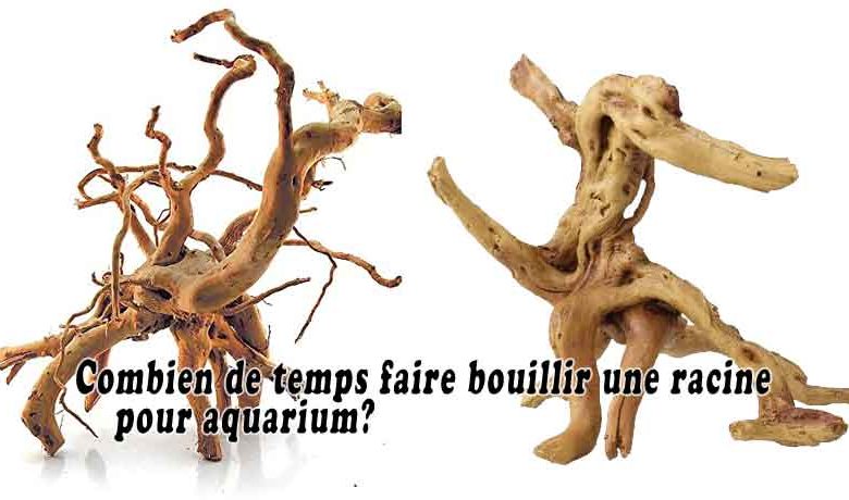 Combien de temps faire bouillir une racine pour aquarium