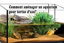 Comment aménager un aquarium pour tortue d’eau