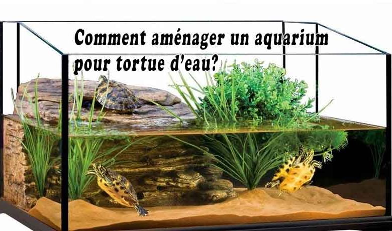 Comment aménager un aquarium pour tortue d’eau