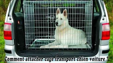 Comment attacher cage transport chien voiture