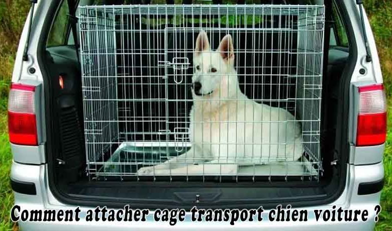 Comment attacher cage transport chien voiture