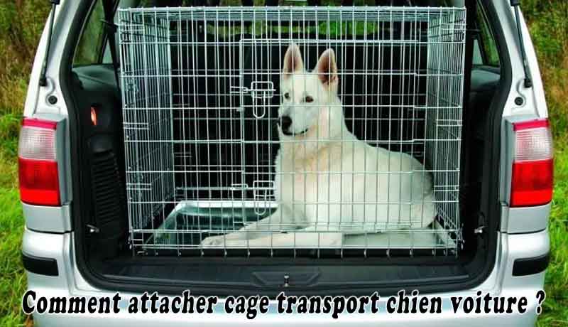 Comment attacher cage transport chien voiture