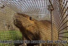 Comment attirer une marmotte dans une cage