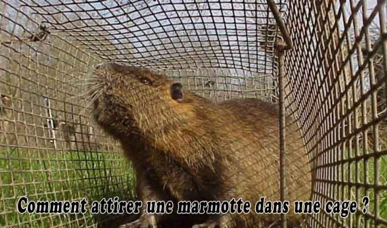 Comment attirer une marmotte dans une cage