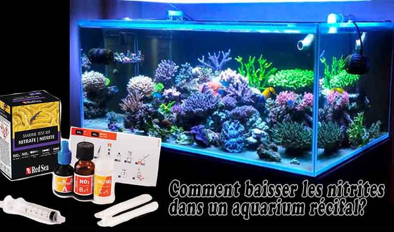 Comment baisser les nitrites dans un aquarium récifal