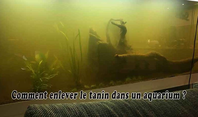 Comment enlever le tanin dans un aquarium