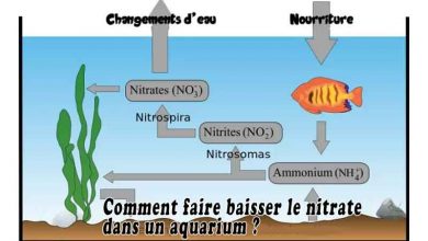 Comment faire baisser le nitrate dans un aquarium