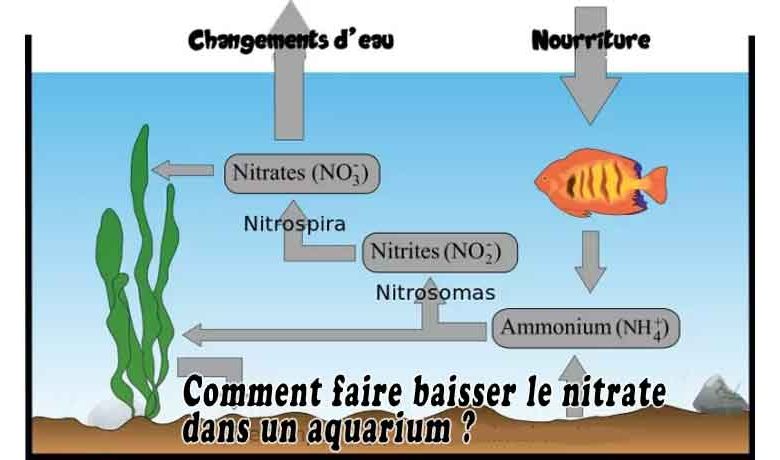 Comment faire baisser le nitrate dans un aquarium