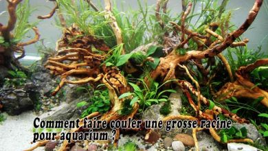 Comment faire couler une grosse racine pour aquarium