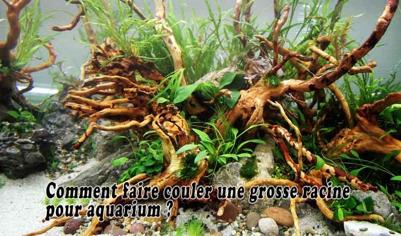 Comment faire couler une grosse racine pour aquarium