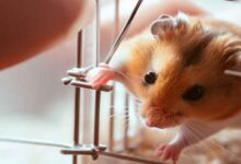 Comment faire sortir un Hamster de sa cage