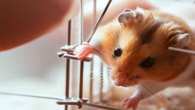 Comment faire sortir un Hamster de sa cage