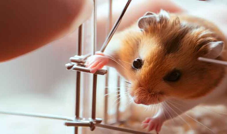 Comment faire sortir un Hamster de sa cage