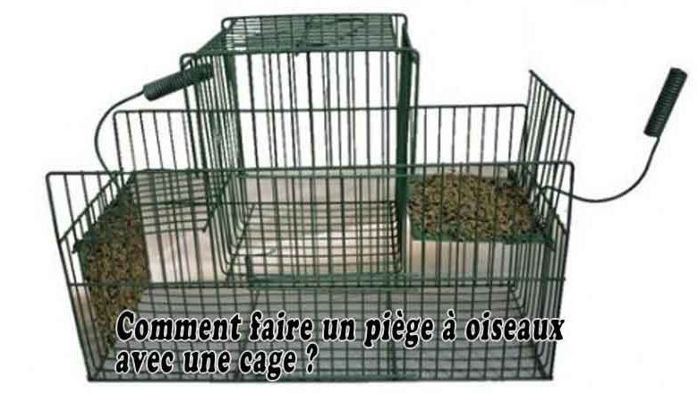 Comment faire un piège à oiseaux avec une cage