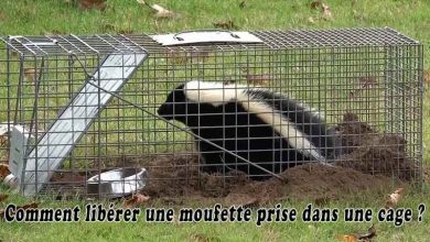 Comment liberer une moufette prise dans une cage