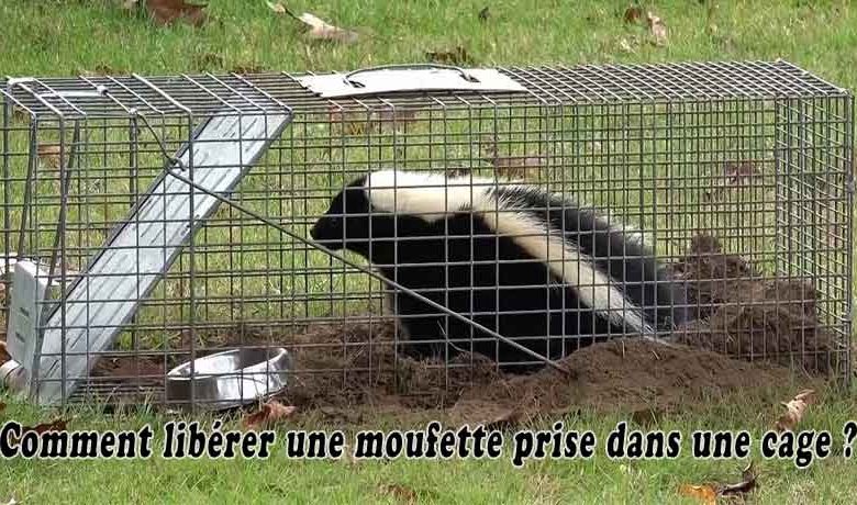 Comment liberer une moufette prise dans une cage