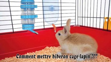 Comment mettre biberon cage lapin