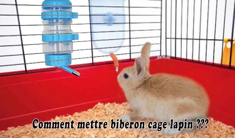 Comment mettre biberon cage lapin