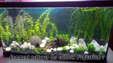 Comment nettoyer des cailloux d’aquarium