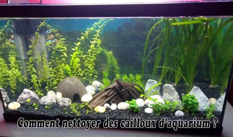 Comment nettoyer des cailloux d’aquarium