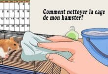 Comment nettoyer la cage de mon hamster?