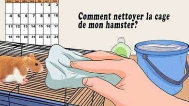 Comment nettoyer la cage de mon hamster?