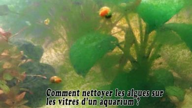 Comment nettoyer les algues sur les vitres d’un aquarium
