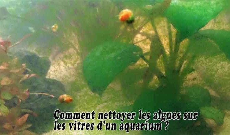 Comment nettoyer les algues sur les vitres d’un aquarium