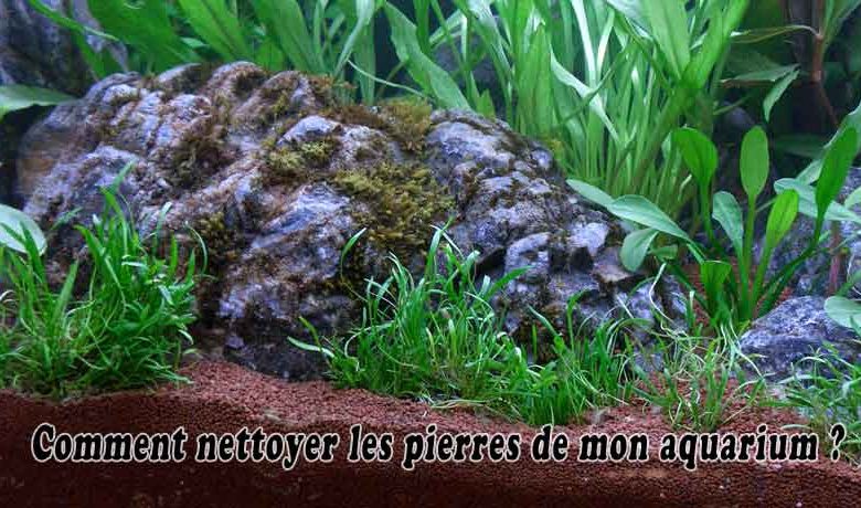 Comment nettoyer les pierres de mon aquarium