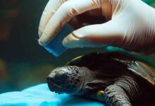 Comment nettoyer un aquarium à tortue