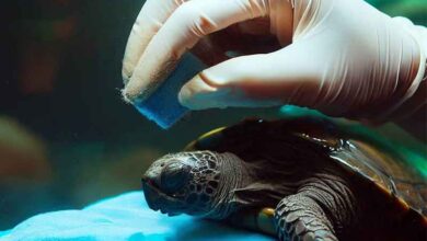 Comment nettoyer un aquarium à tortue