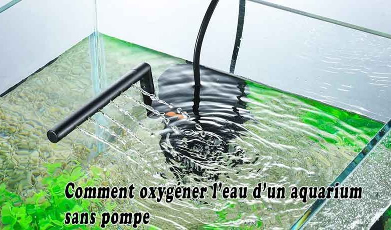 Comment oxygéner l'eau d'un aquarium sans pompe