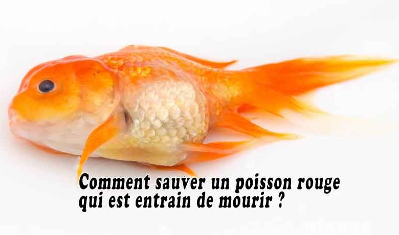 Comment sauver un poisson rouge qui est entrain de mourir