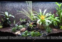 Comment transformer son aquarium en terrarium