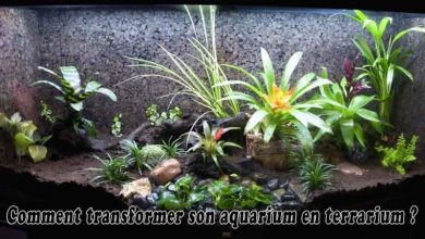 Comment transformer son aquarium en terrarium