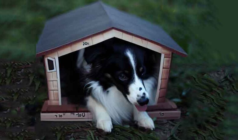 Dimension niche pour chien border collie?