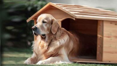 Dimension niche pour chien golden retriever?