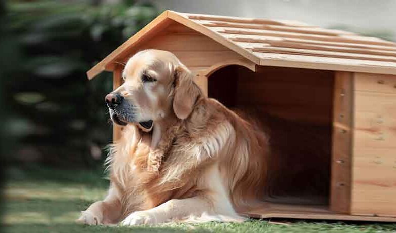 Dimension niche pour chien golden retriever?