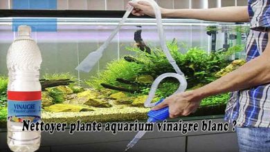 Nettoyer plante aquarium vinaigre blanc