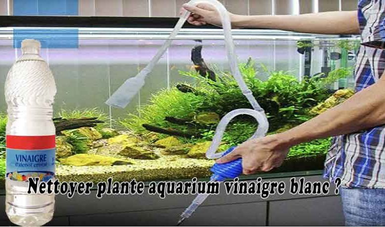 Nettoyer plante aquarium vinaigre blanc