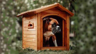 Niche en bois pour chien boxer