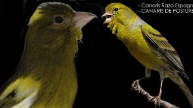 Canari Raza Espagnol [LE CANARI DE CHANT ET DE POSTURE]