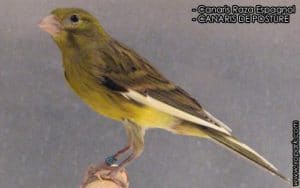 Canari Raza Espagnol [LE CANARI DE CHANT ET DE POSTURE