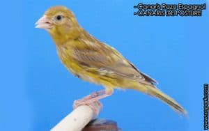 Canari Raza Espagnol [LE CANARI DE CHANT ET DE POSTURE