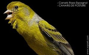 Canari Raza Espagnol [LE CANARI DE CHANT ET DE POSTURE