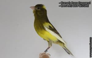 Canari Raza Espagnol [LE CANARI DE CHANT ET DE POSTURE