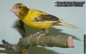 Canari Raza Espagnol [LE CANARI DE CHANT ET DE POSTURE